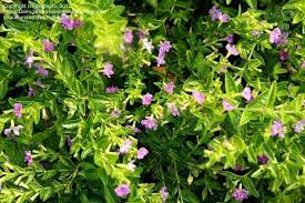 We did not find results for: Plant Identification Closed Small Shrub With Pink Flowers From Sunnyvale 2 By Singhg45