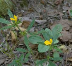 Image result for Stylosanthes