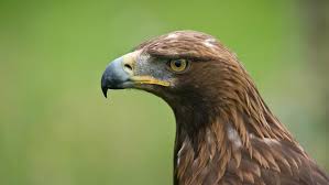 Hasil gambar untuk animal