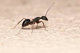 First, figure out where the ants are entering your home. How To Get Rid Of Carpenter Ants In Walls The Bug Man