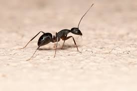Check spelling or type a new query. How To Get Rid Of Carpenter Ants In Walls The Bug Man