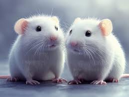 Images de Deux souris – Téléchargement gratuit sur Freepik