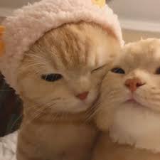 I see myself accidentally adopting every cat in a shelter. Tiny Jimin On Twitter Baby Cats Cute Baby Cats Cute Cats