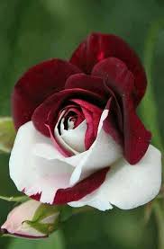 Maybe you would like to learn more about one of these? Pin On ÙˆØ±Ø¯