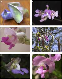 Image result for Dolichos trinervatus