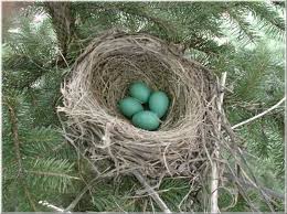 Birds That Lay Blue Eggs On The Ground Robin Eggs Robins Usually Lay Four Eggs And Then Stop Like Most Birds They Lay One Egg A Day Until Their Clutch Is Comp Bird Facts Robins Egg Kinds Of Birds