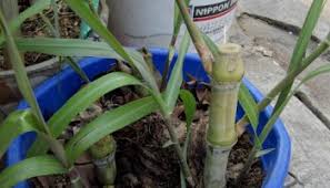 Joans media 2.154 views6 months ago. Turubuk Bakar Dan Sayur Besan Jalan Jalan Terus