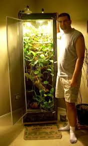 Amazon Tree Boa Enclosure Google Search Orhidei