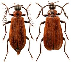 Image result for Schizocarphus