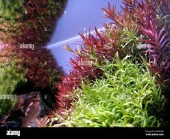 Image result for Rotala filiformis