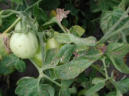 Image result for tomato seedling pseudomonas syringae pv tomato symptoms