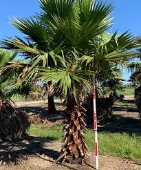 Image result for Washingtonia