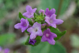 Image result for Lantana rugosa