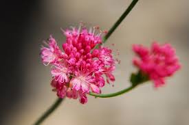 Image result for Eriospermum roseum