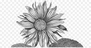 Check spelling or type a new query. Sunflower Black And White