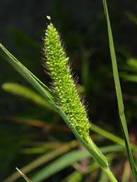 Image result for Setaria viridis