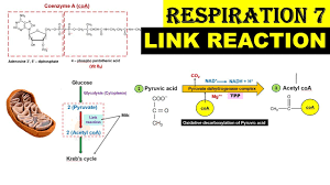 Oxidative Decarboxylation (Conversion Of Pyruvate To Acetyl Coa) | Online  Biochemistry Notes