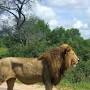 Kruger National Park tours from Johannesburg from www.safaribookings.com