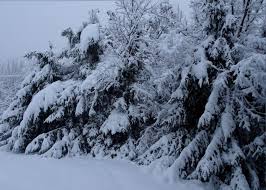 Iva Hatfield Archives