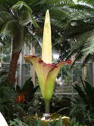 Corpse Flower Geeky Girl Engineer