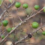 Image result for Garcinia huillensis