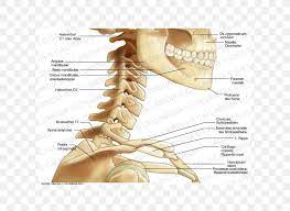 For example, a snapping or cracking sound may be related to a bone or ligament breaking; Diagram Of Bones In Neck And Shoulder Milady Chp 6 Bones Of The Neck Shoulder And Back Diagram Quizlet It Is Located Just Under The Skin In The Thoracic Region