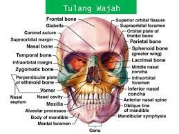 Check spelling or type a new query. Sistem Kerangka Tulang Tengkorak