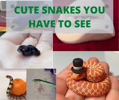 We did not find results for: 25 Cute Snakes You Have To See With Pictures