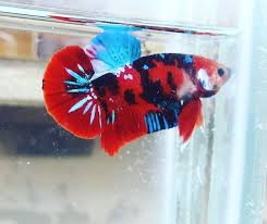 Red Koi Galaxy Hmpk Ikan Cupang Ikan