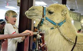 Fonner park is a thoroughbred horse racing facility located in grand island, nebraska. Massive Crowd Fills Fonner Park To See Camels And Ostriches Race State Regional Kearneyhub Com