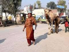 Post your classified ad for free in various categories like mobiles, tablets, cars, bikes, laptops, electronics, birds, houses, furniture, clothes, dresses for sale in lahore. Peshawar Gypsy Lady Roaming In The City Along With Her Camel To Sell Camel Milk To