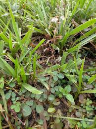 Image result for Grona adscendens