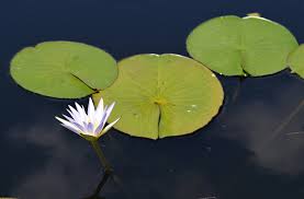 Image result for Nymphaea lotus