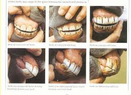 Www Horse Teeth Age Chart Discuss Tooth Question At The
