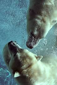 Polar Bears By Mark Philpott Vahsi Hayvanlar Hayvanlar Alemi Hayvanlar