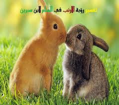 تفسير رؤية الارنب في المنام لابن سيرين وابن شاهين موقع مصري