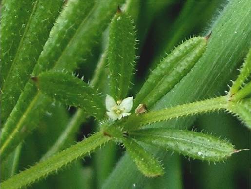 Cleavers