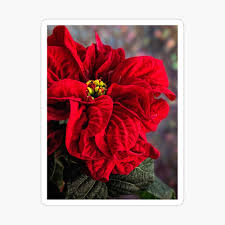We did not find results for: Poinsettia Winter Rose Greeting Card By Celestem Redbubble