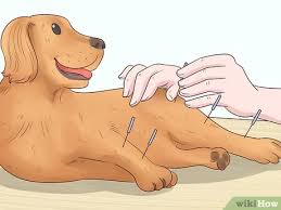 Wrap arms around both sets of legs. How To Help An Old Dog Up The Stairs 10 Steps With Pictures
