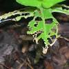What kills slugs on hostas? 1