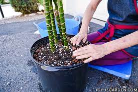 Water your draceanas whenever the top. Dracaena Repotting How To Repot A Large Dracaena Lisa
