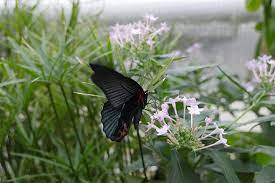 Relish the tropical feeling as you walk through the exotic landscape of. Ideas4parents