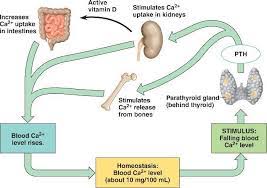 Image result for Renal Function