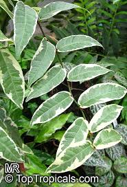 Image result for Fuirena sagittata