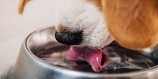 Diarrhea and vomiting are two of the more common symptoms of canine gastroenteritis. How Much Water Does A Puppy Need Petplace