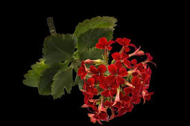 At least 15 million different ones have been identified the flowers that blossom as well as the fruit also provide sources of food for other animals that live in the tropical rainforest biome. Rainforest Biome Tropical Rainforest Plants Gardenerdy