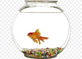 Finally, goldfish are dirty fish. Siamese Fighting Fish Common Goldfish Common Carp Aquarium Dog Png 600x596px Siamese Fighting Fish Animal Aquarium