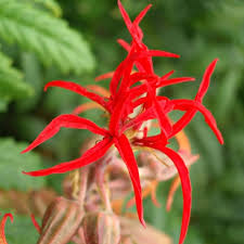 Image result for Melianthaceae