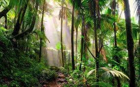 Incredible Tropical Rainforest Plants To See On Your Next Vacation Travel Leisure