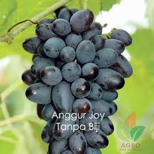 Mewarnai gambar buah buahan dalam keranjang menggambar sketch. Jual Bibit Anggur Import Joy Seedless Agro Bibit Id